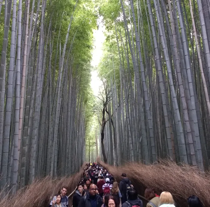 A dense crowd moves along a narrow path between very tall bamboo trunks in the Arashiyama bamboo grove in Kyoto.
